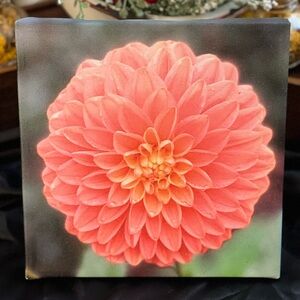 Original Art- Dahlia in the Rain
Photograph Print on 8x8 Canvas Art with stand.